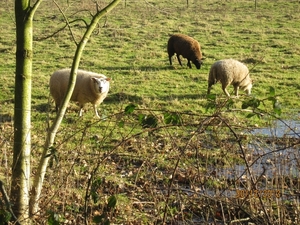 30-12-2012 wandelen Halle Zoersel 107