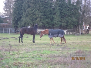 30-12-2012 wandelen Halle Zoersel 115