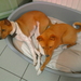 Honden in de korf