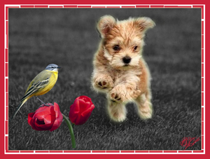 kleur in zwart wit