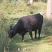 Wandeling Ursel009
