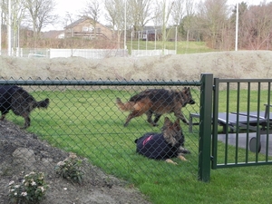 laat ze maar rennen, denkt Zapp