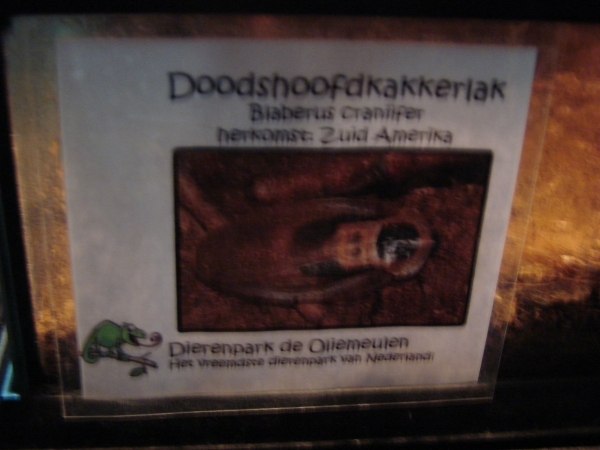 DSC08539