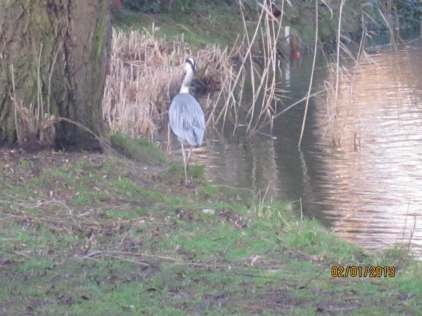 Zandhoven met Amelberga 003