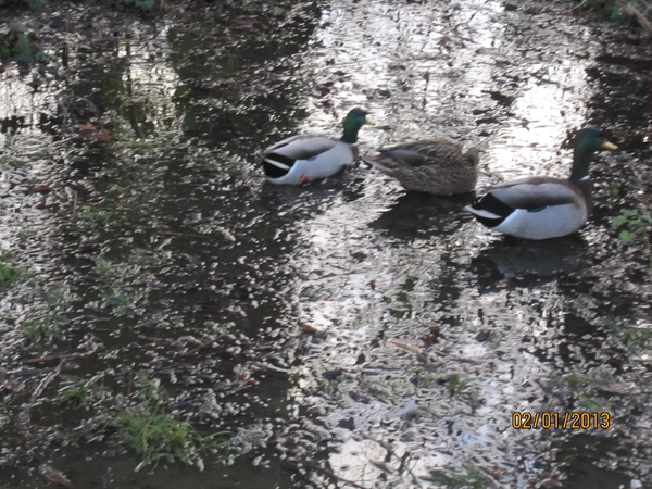 Zandhoven met Amelberga 005