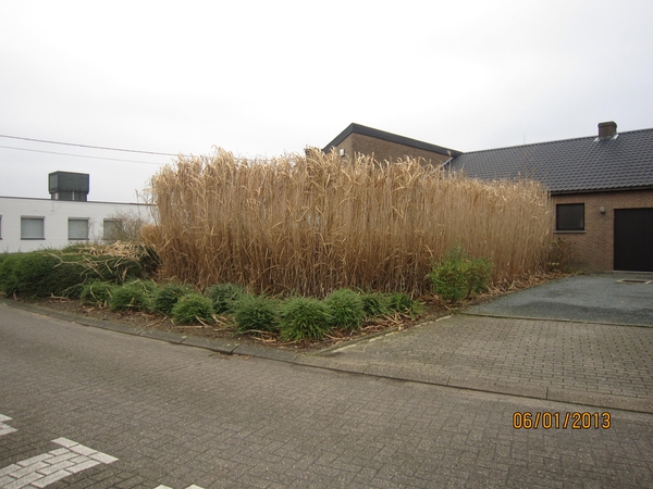 Zandhoven met Amelberga 030