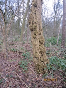 Zandhoven met Amelberga 101