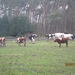 Zandhoven met Amelberga 119