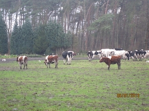Zandhoven met Amelberga 119