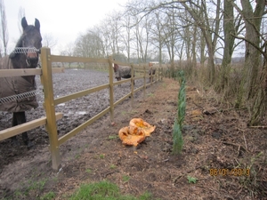 Zandhoven met Amelberga 129
