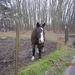 Zandhoven met Amelberga 139