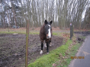 Zandhoven met Amelberga 139
