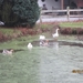 Zandhoven met Amelberga 143