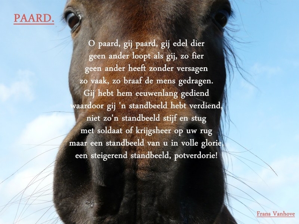 Paard