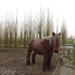2013-12-30 Zottegem 005