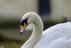 DSC_2460 - Zwaan