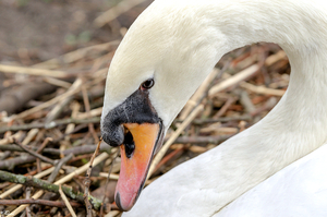 DSC_2465 - Zwaan