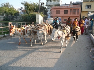 1 (137)Udaipur