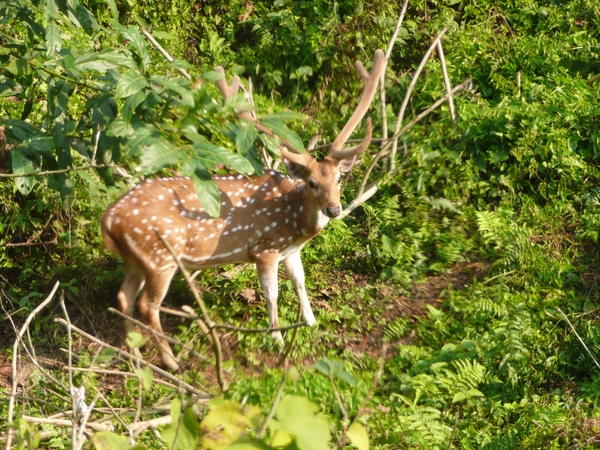 1 (247)Chitwan NP