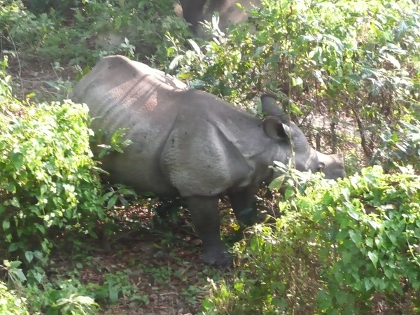 1 (248)Chitwan NP