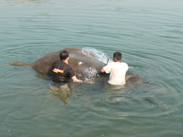 1 (253)Chitwan NP