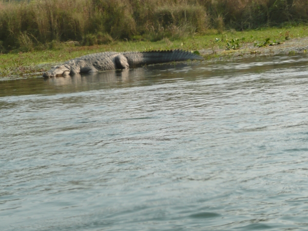 1 (256)Chitwan NP