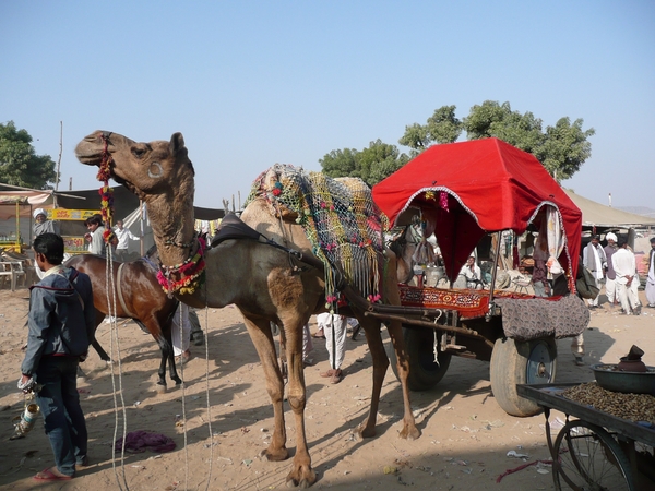 1 (53)Pushkar