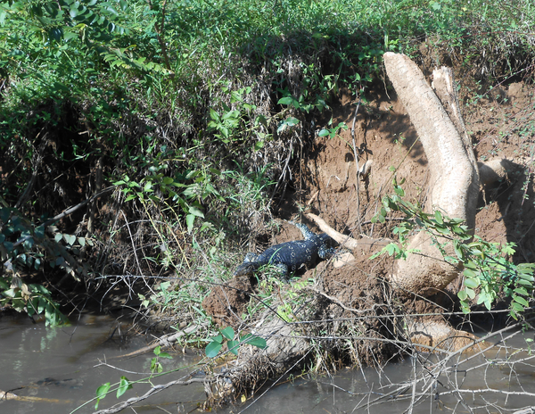 Varaan langs het Hollands kanaal