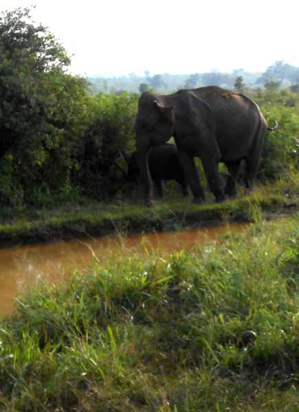 Olifant