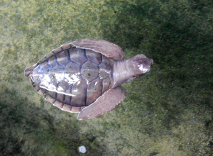 ander soort schildpad