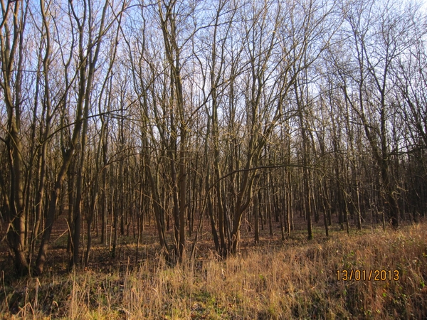 13-01-2013 Wandeling Schoten 100