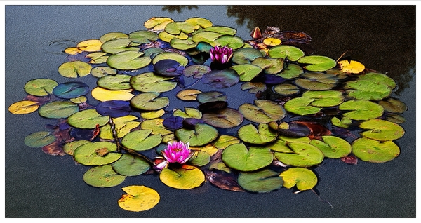waterlelies