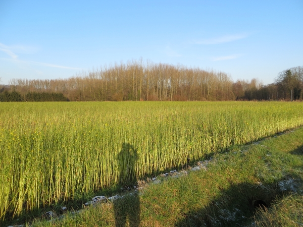 2013-01-13 Steenokkerzeel 014