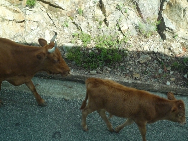 2E Col de la Bavella _P1160807