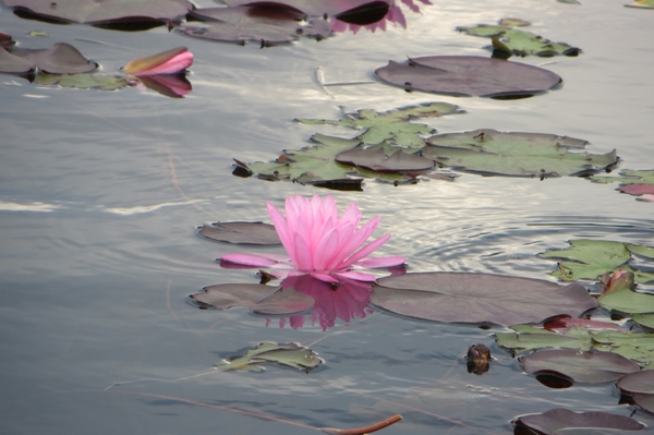 5i Jasper-Sun Peaks, Clearwater, schildpadjes _IMG_0572