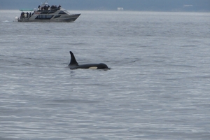 8a South Vancouver Island, whale watching _IMG_0900