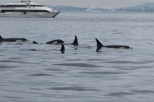 8a South Vancouver Island, whale watching _IMG_0942