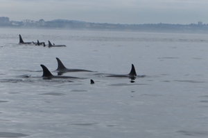 8a South Vancouver Island, whale watching _IMG_0959