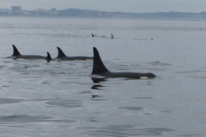 8a South Vancouver Island, whale watching _IMG_0962