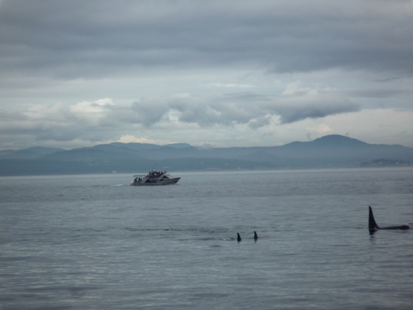 8a South Vancouver Island, whale watching _P1160289