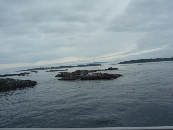 8a South Vancouver Island, whale watching _P1160358