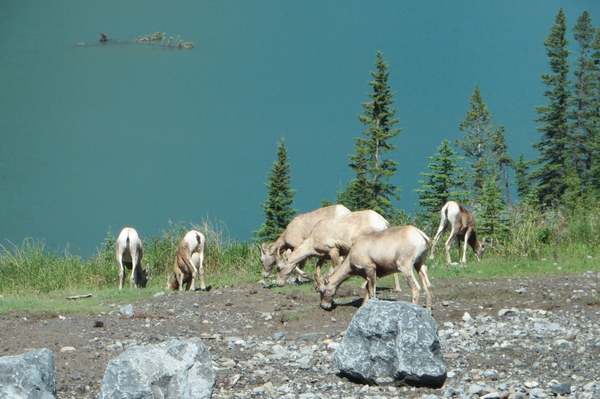 2 Banff _NP,  Rocky Mountains _IMG_0225