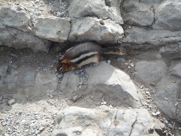 2 Banff _NP, Sulphur Mountain _P1150386