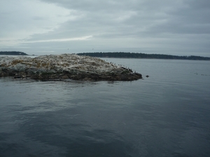 8a South Vancouver Island, whale watching _P1160366