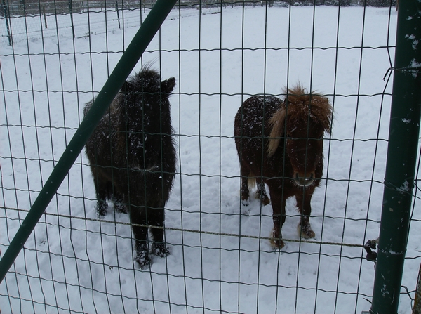 Gavere Januari 2013 023