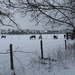 Gavere Januari 2013 028