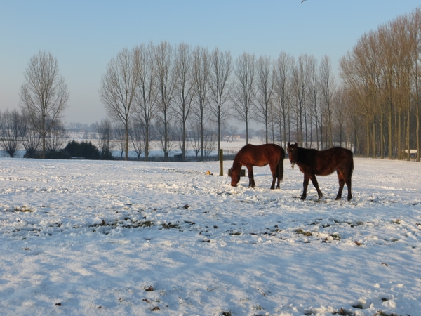 2013-01 16 Erwetegem 018