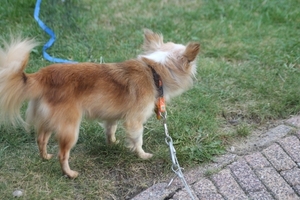 IMG_1000_Is het nu B of Beau?