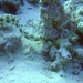 DSC04317