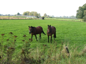 Paarden in de natuur
